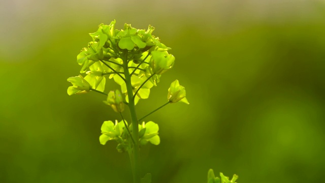 济州岛的油菜花视频素材