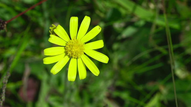 济州岛花(Tephroseris integrifolia)视频素材