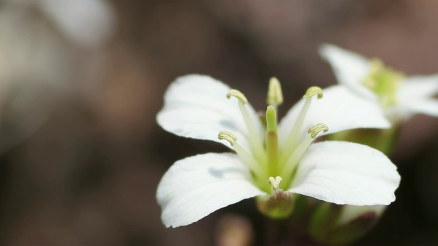 济州岛的花(Diapensia laponica)视频素材