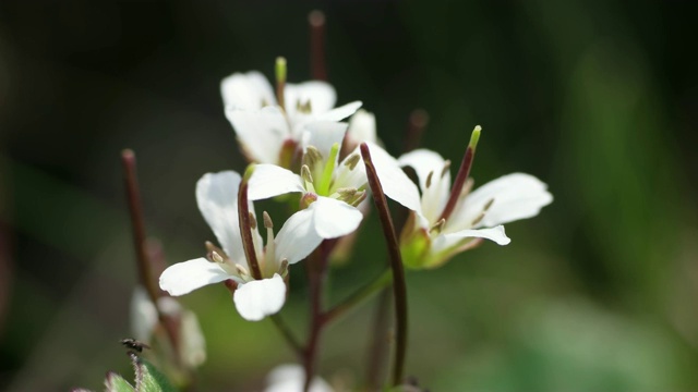 济州岛的花(Diapensia laponica)视频素材