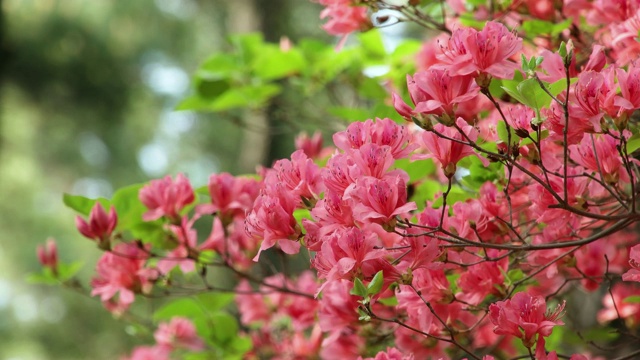 济州岛的花(杜鹃花)视频素材