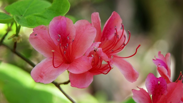 济州岛的花(杜鹃花)视频素材