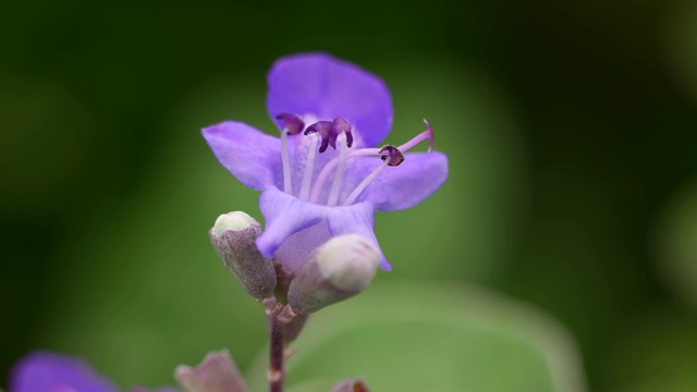 济州岛的花(黄荆)视频素材