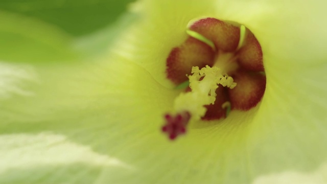 在济州岛的一株芙蓉花里视频素材