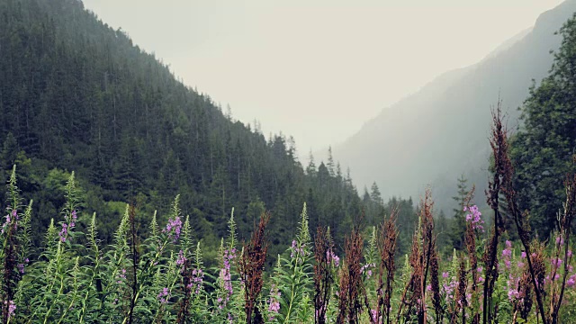 山在雨和雾。雨滴滴落，山气湿冷。雾中的树木丛生的小山视频素材