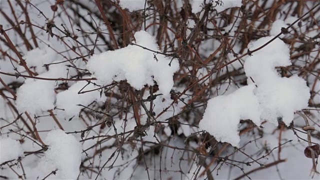 灌木上覆盖着毛茸茸的初雪，冬天的背景视频素材