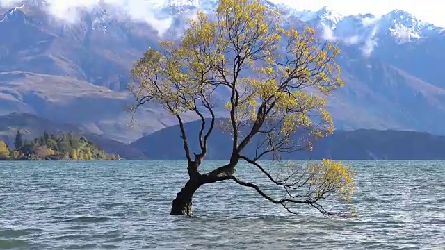 新西兰南岛瓦纳卡湖的那棵瓦纳卡树。视频下载