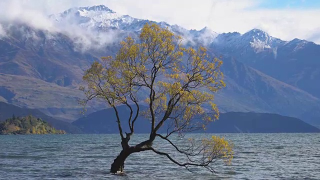 新西兰南岛瓦纳卡湖的那棵瓦纳卡树。视频下载