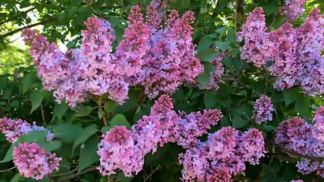 花淡紫色树枝，浅紫色。它的花朵在风中摇摆。视频素材