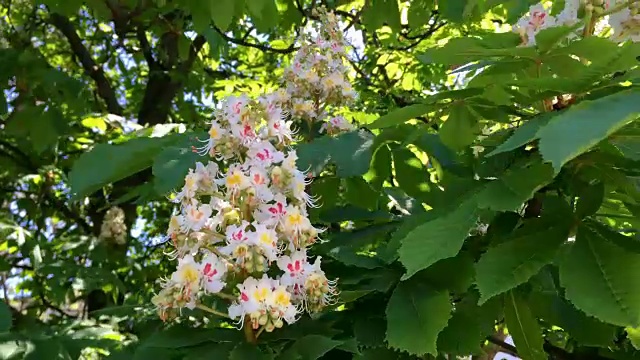 花栗树枝，白色。它的花朵在风中摇摆。视频素材