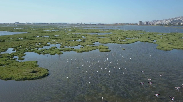 伊兹米尔湾佛朗明哥无人机，海视频素材