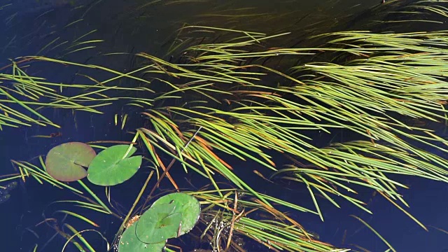 浮萍在河视频素材