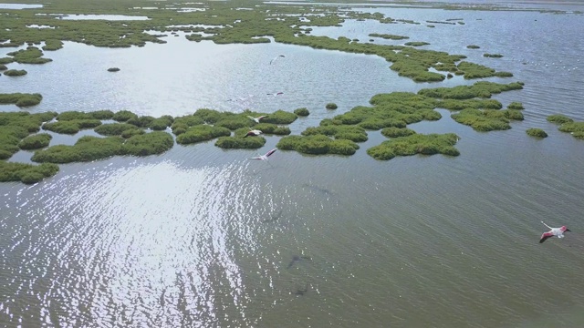 伊兹米尔湾佛朗明哥无人机，海视频素材