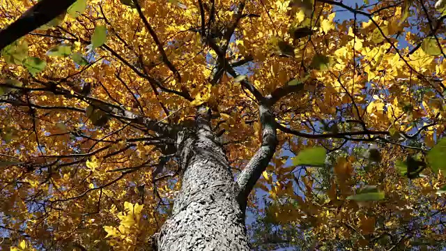 秋天黄山核桃树Pan低角视频素材