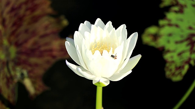 蜜蜂在莲花上成群结队。视频素材