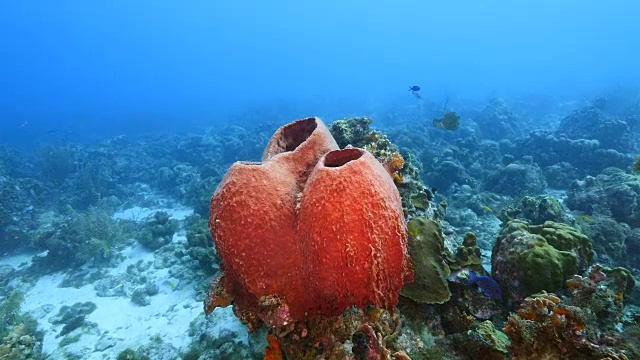 珊瑚礁海景在加勒比海库拉索岛附近的潜水地点Sta。克鲁兹和大海绵视频素材