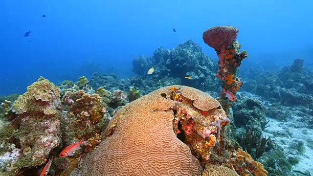 珊瑚礁海景在加勒比海库拉索岛附近的潜水地点Sta。克鲁兹与各种珊瑚和海绵视频素材