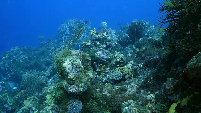 珊瑚礁海景在加勒比海库拉索岛附近的潜水地点Sta。克鲁兹与鱼群，各种珊瑚和海绵视频素材