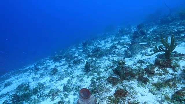 珊瑚礁海景在加勒比海库拉索岛附近的潜水地点Sta。克鲁兹与各种珊瑚和海绵视频素材