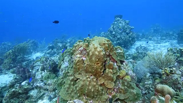 珊瑚礁海景在加勒比海库拉索岛附近的潜水地点Sta。克鲁兹与各种珊瑚和海绵视频素材