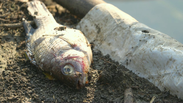 4K:被污染海岸污水中的死鱼，环境灾难视频素材