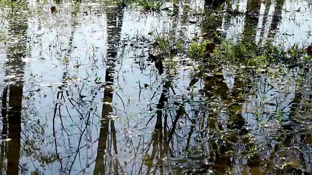 朵莉:森林里的水坑视频下载