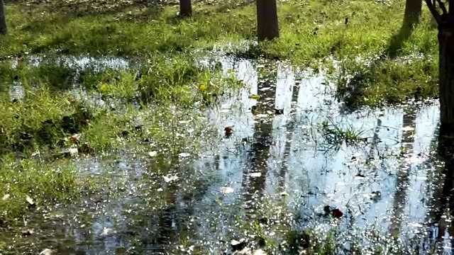 朵莉:森林里的水坑视频素材