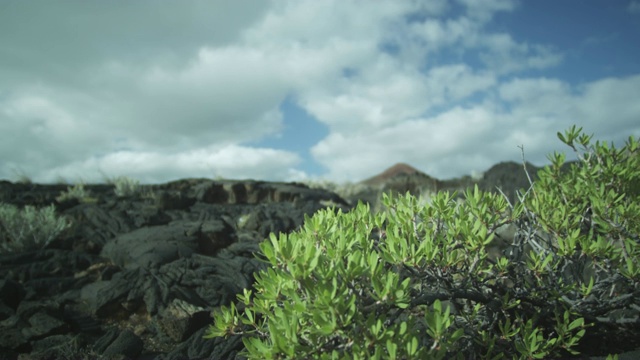 2011年，金丝雀岛埃尔赫里奥火山景观中吹着的灌木视频素材