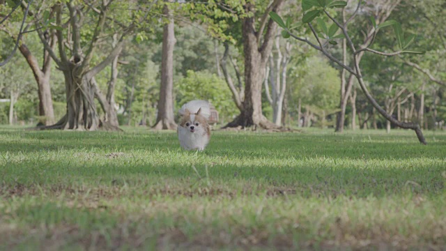 狗跑向镜头，4k慢镜头视频素材