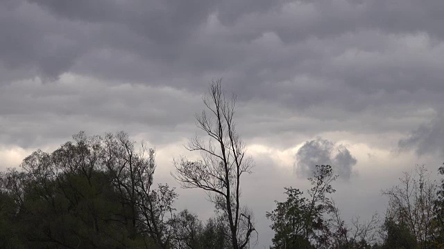 一棵孤零零的树，映衬着阴沉的天空。视频素材