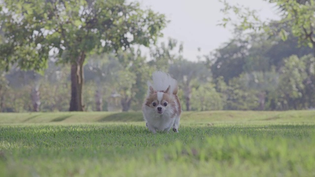 吉娃娃狗在跑，4k慢镜头视频素材