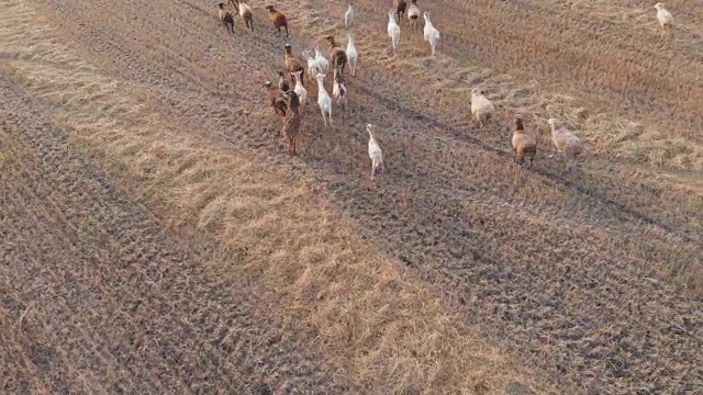 日落时一大群牲畜在草地上吃草。视频素材