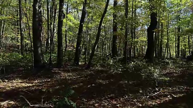 空中卡茨基尔山森林阳光落低角度观赏秋天视频素材