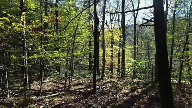 空中森林日落卡茨基尔山秋天秋天低角度观看视频素材