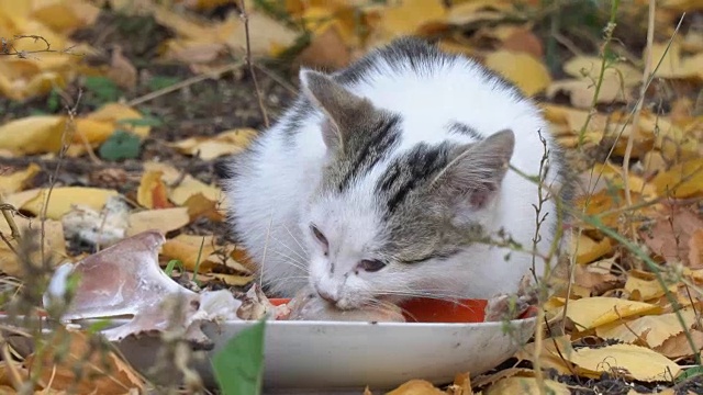 白灰猫在吃它的食物视频素材