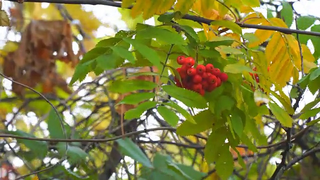 鲜红的花梨花随风摇曳视频素材