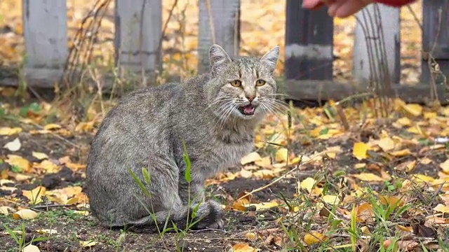 灰猫得到了食物视频素材