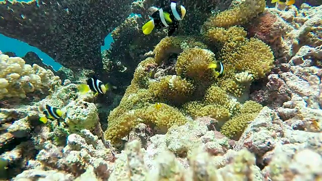 海葵上的小丑鱼(尼莫鱼)。马尔代夫群岛的珊瑚礁。视频素材