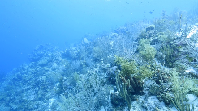 在加勒比海库拉索岛附近的珊瑚礁海景潜水地点斯莫基的海扇，各种珊瑚和海绵视频素材