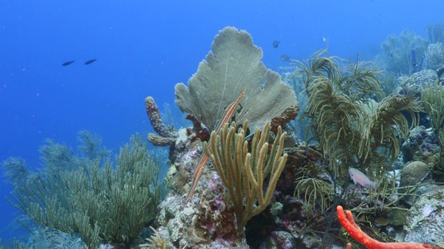 在加勒比海库拉索岛附近的珊瑚礁海景潜水地点斯莫基的海扇，各种珊瑚和海绵视频素材