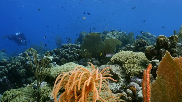 在加勒比海库拉索岛附近的珊瑚礁海景潜水地点斯莫基的海扇，各种珊瑚和海绵视频素材