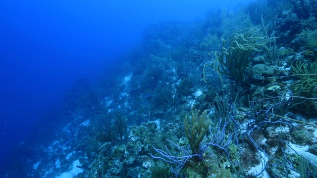 珊瑚礁海景在加勒比海库拉索岛附近的潜水地点斯莫基的各种珊瑚和海绵视频素材