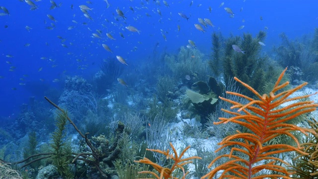 珊瑚礁海景在加勒比海库拉索岛附近的潜水地点斯莫基的各种珊瑚和海绵视频素材