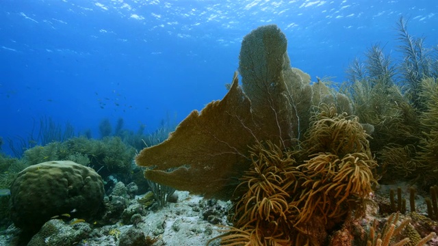 在加勒比海库拉索岛附近的珊瑚礁海景潜水地点斯莫基的海扇，各种珊瑚和海绵视频素材