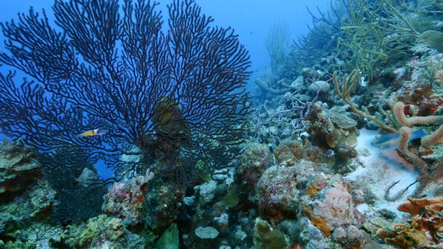 加勒比海的珊瑚礁海景库拉索岛附近的潜水点斯莫基的黑柳珊瑚和绿色海鳗视频素材