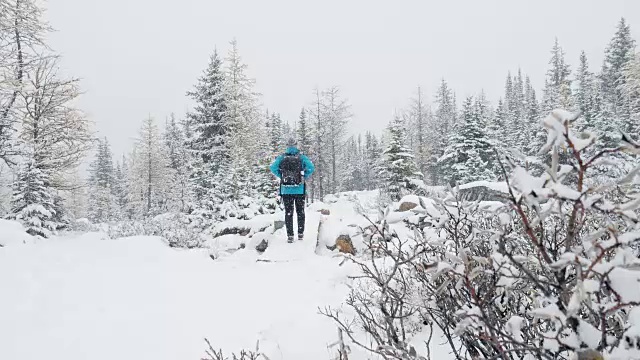 在松林里的新鲜冬雪上徒步旅行的妇女视频素材