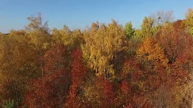 金色的秋天在乡村。视频素材