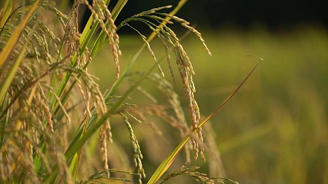 近距离观察茉莉花田。视频素材