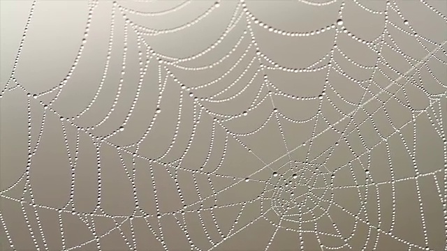 有雾的早晨，蜘蛛网上挂着露珠的4K镜头。令人惊叹的自然之美与柔和的焦点。有雾的早晨，蜘蛛网上的水滴接近了。视频下载