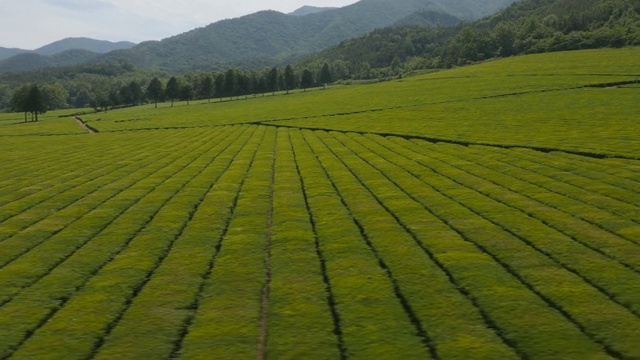 全罗南道碧城的绿茶种植园视频素材